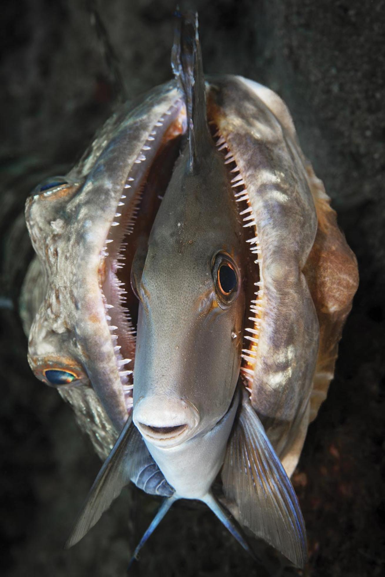  lizardfish struggling with a large doctorfish in its mouth