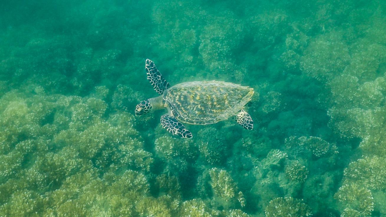 An Unforgettable Dive: So Many Sea Turtles in Panama | Scuba Diving