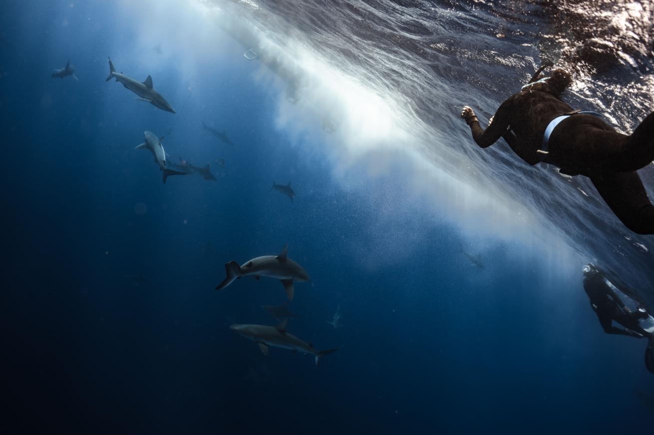 Frida Lara, scientific team coordinator, swimming with sharks