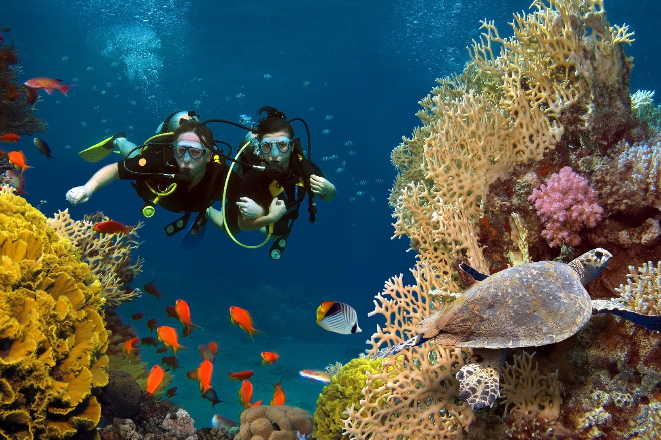 A couple of scuba divers swimming under water