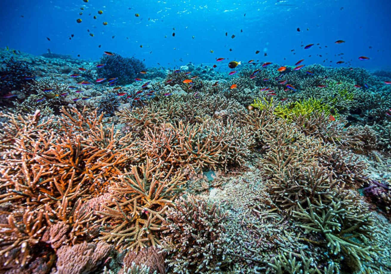 A coral reef with fish 