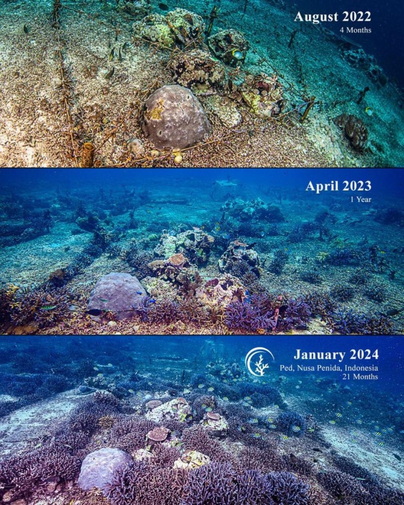 A collage of underwater images showing coral restoration