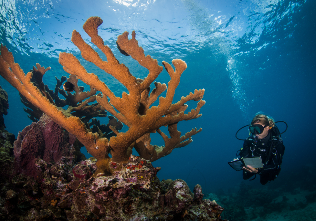 It’s Playtime in Saint Lucia | Scuba Diving