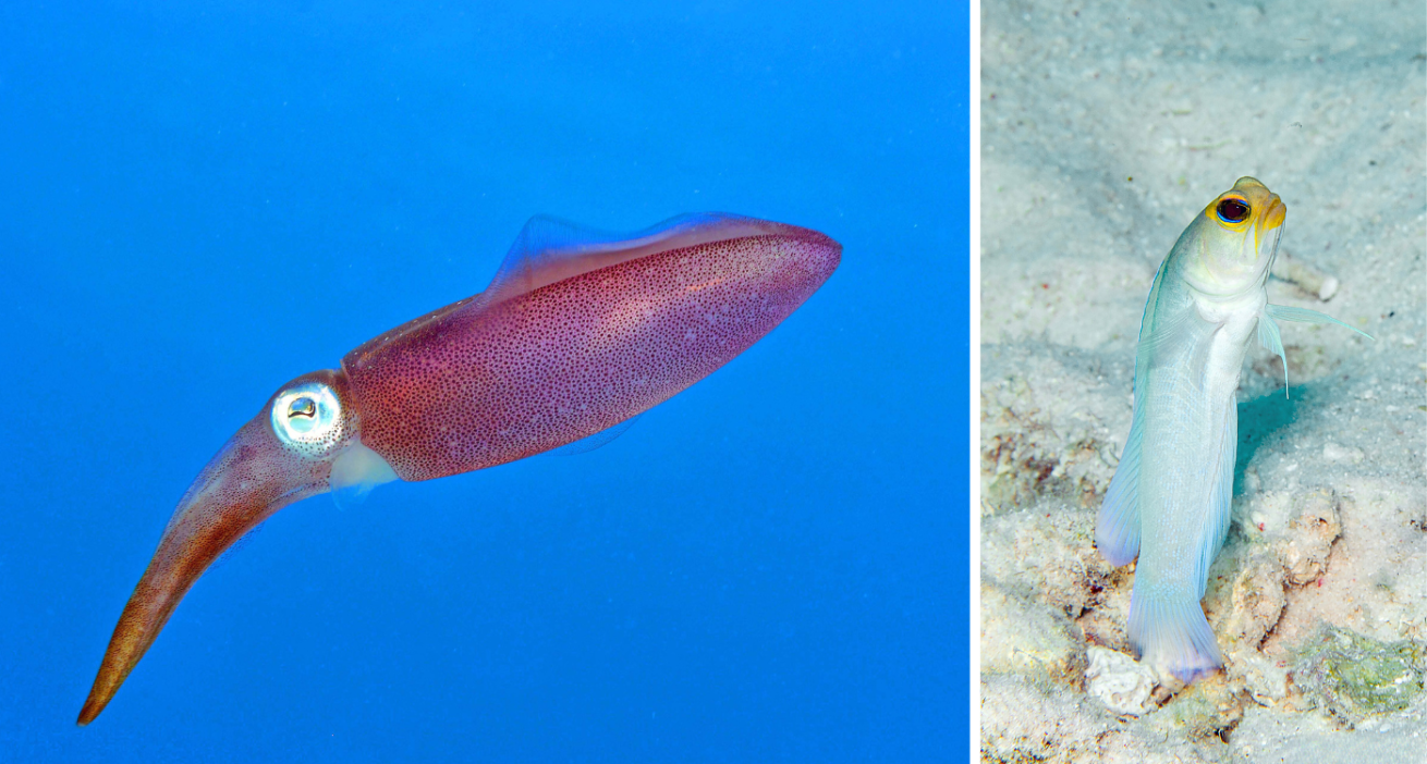 A close up of a squid