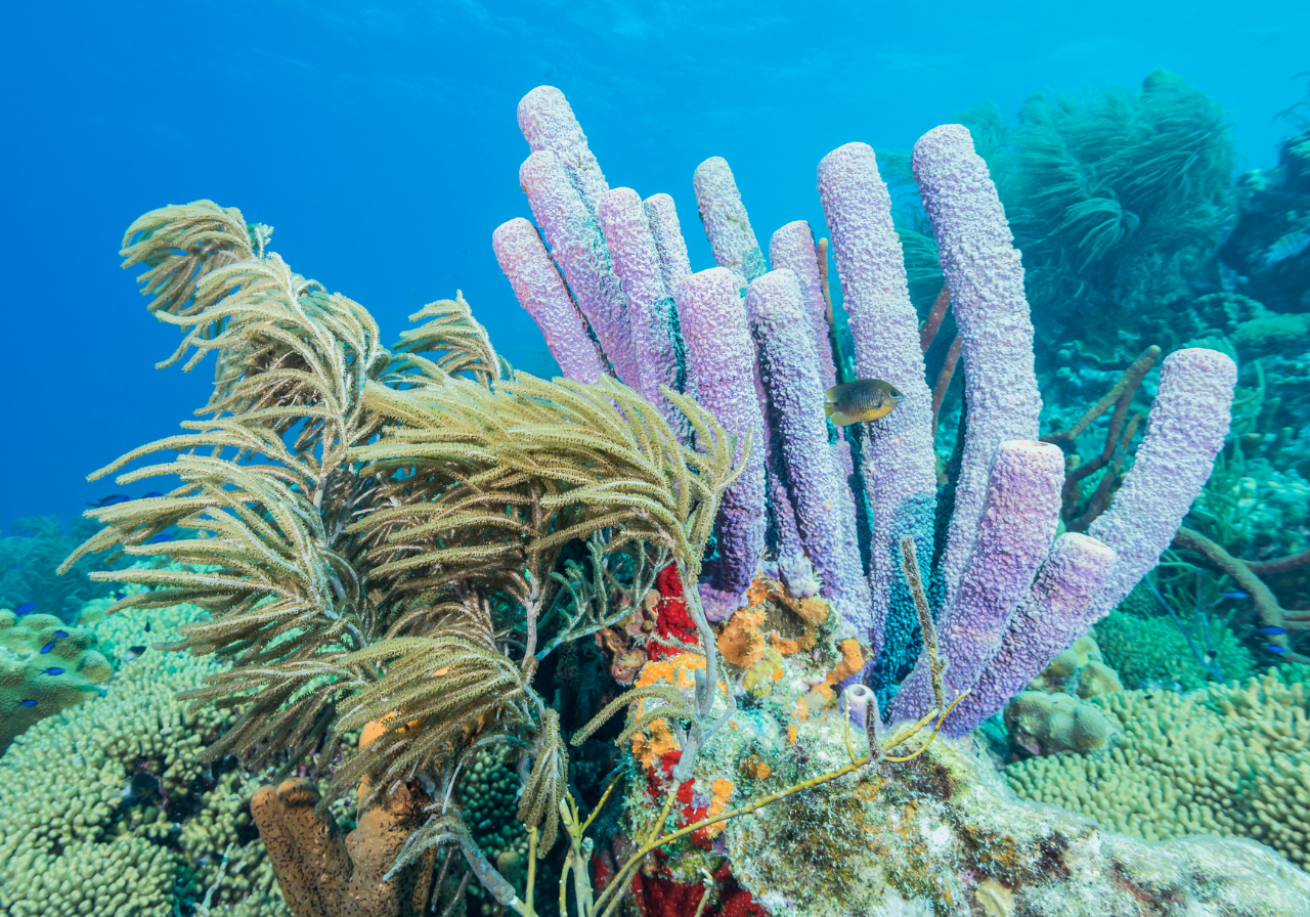 A colorful coral reef with fish