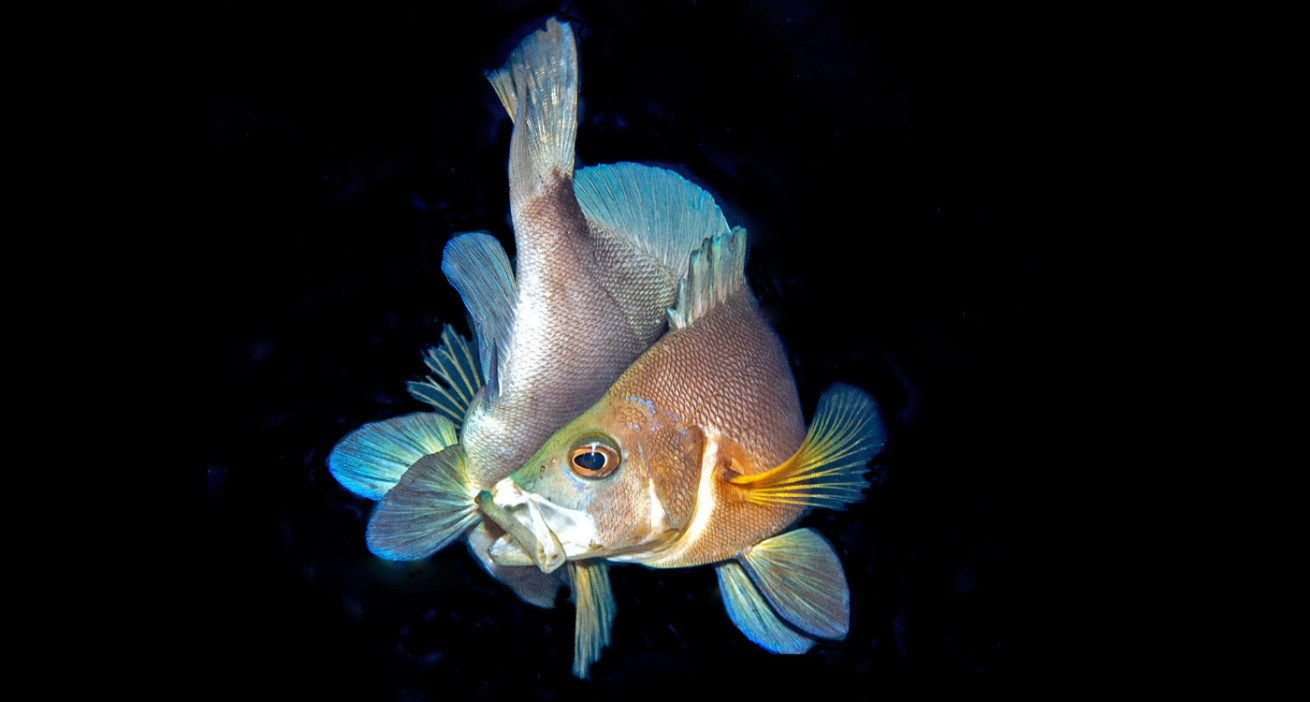 A fish with a blue tail