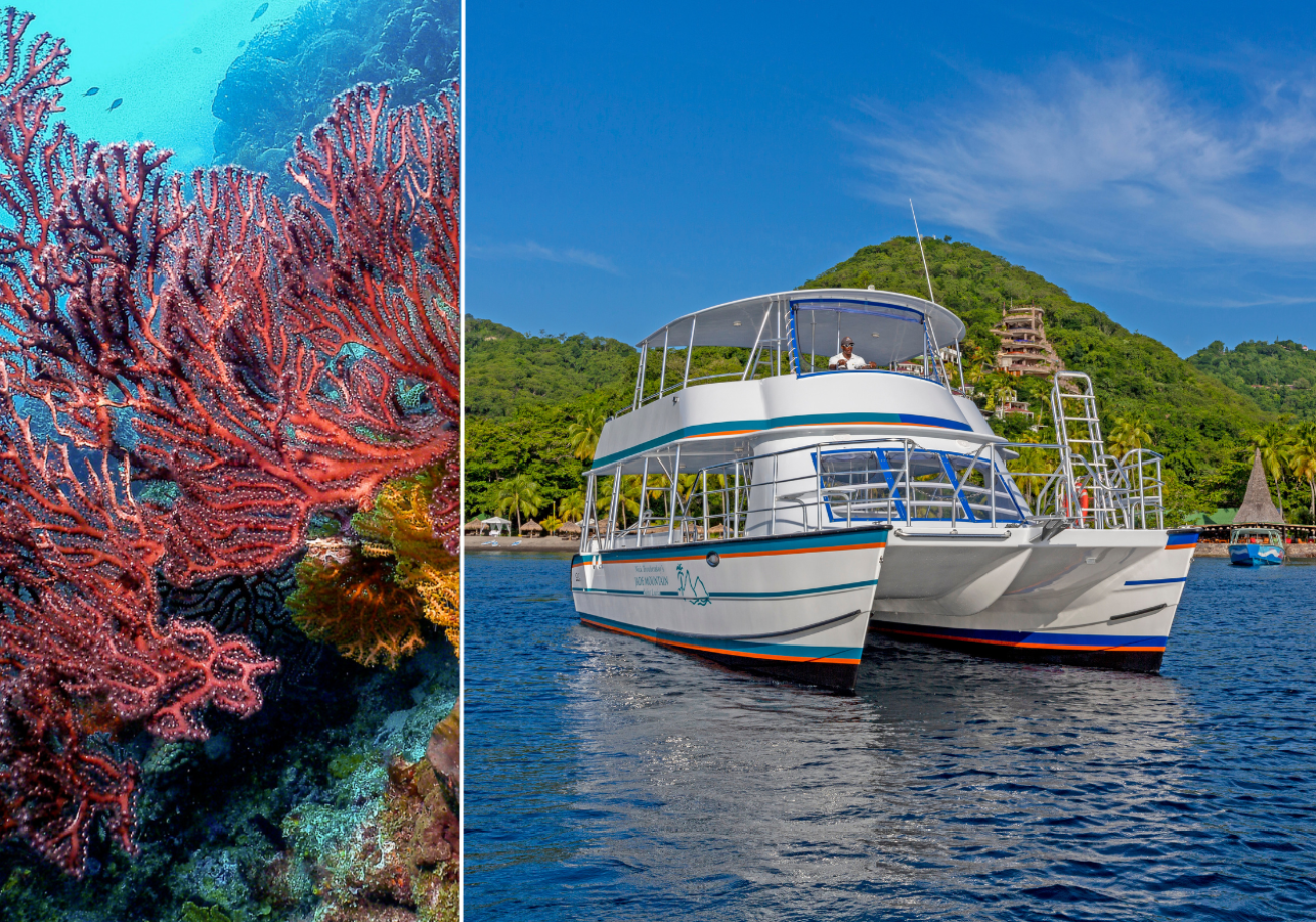 A coral reef with red and yellow seaweed