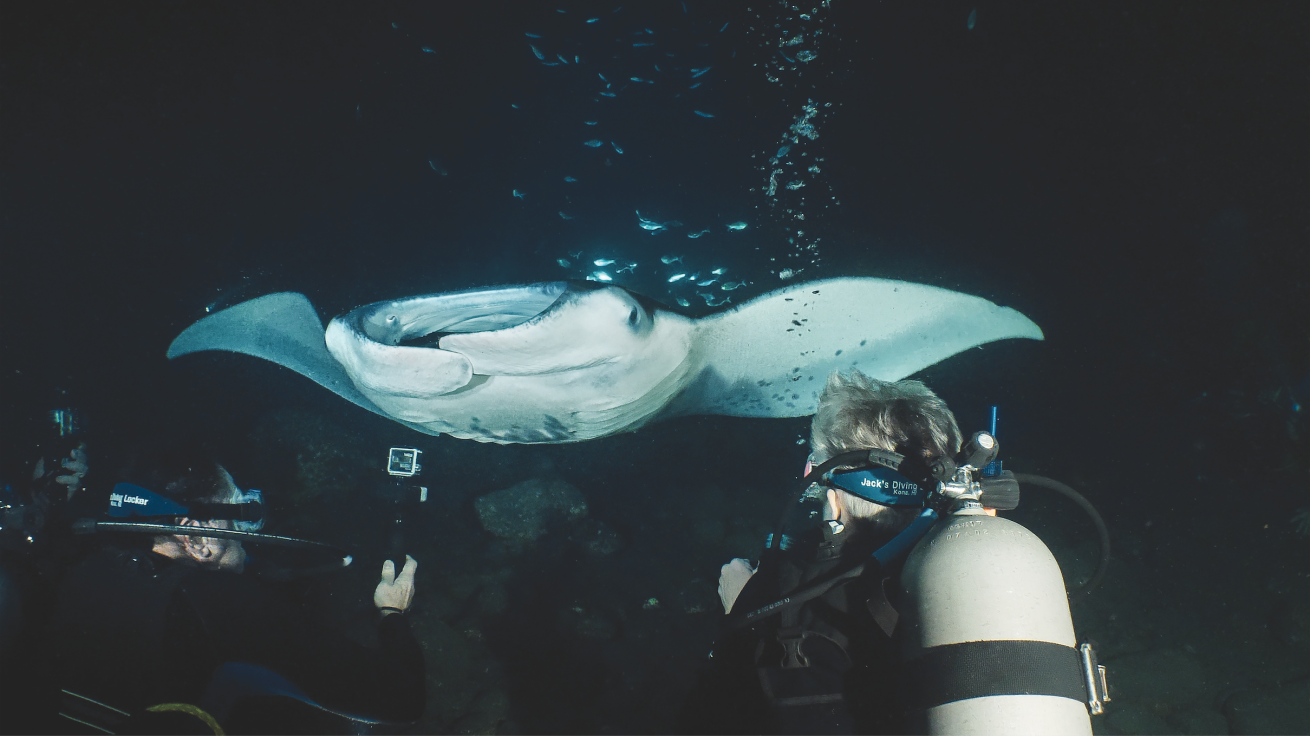 Manta night diving in Hawaii on the Big Island.