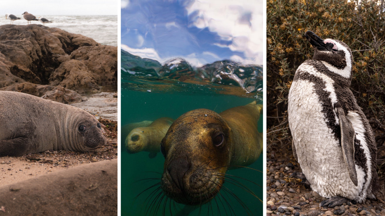 a collage of photos of elephant seals, sea lions and penguins in Puerto Madryn, Patagonia, Argentina