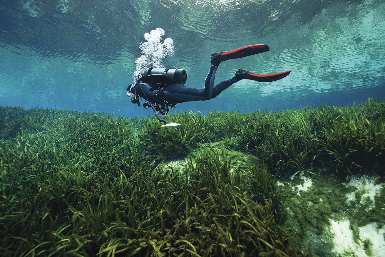 scuba diver swimming over aquatic grass in a freshwater spring