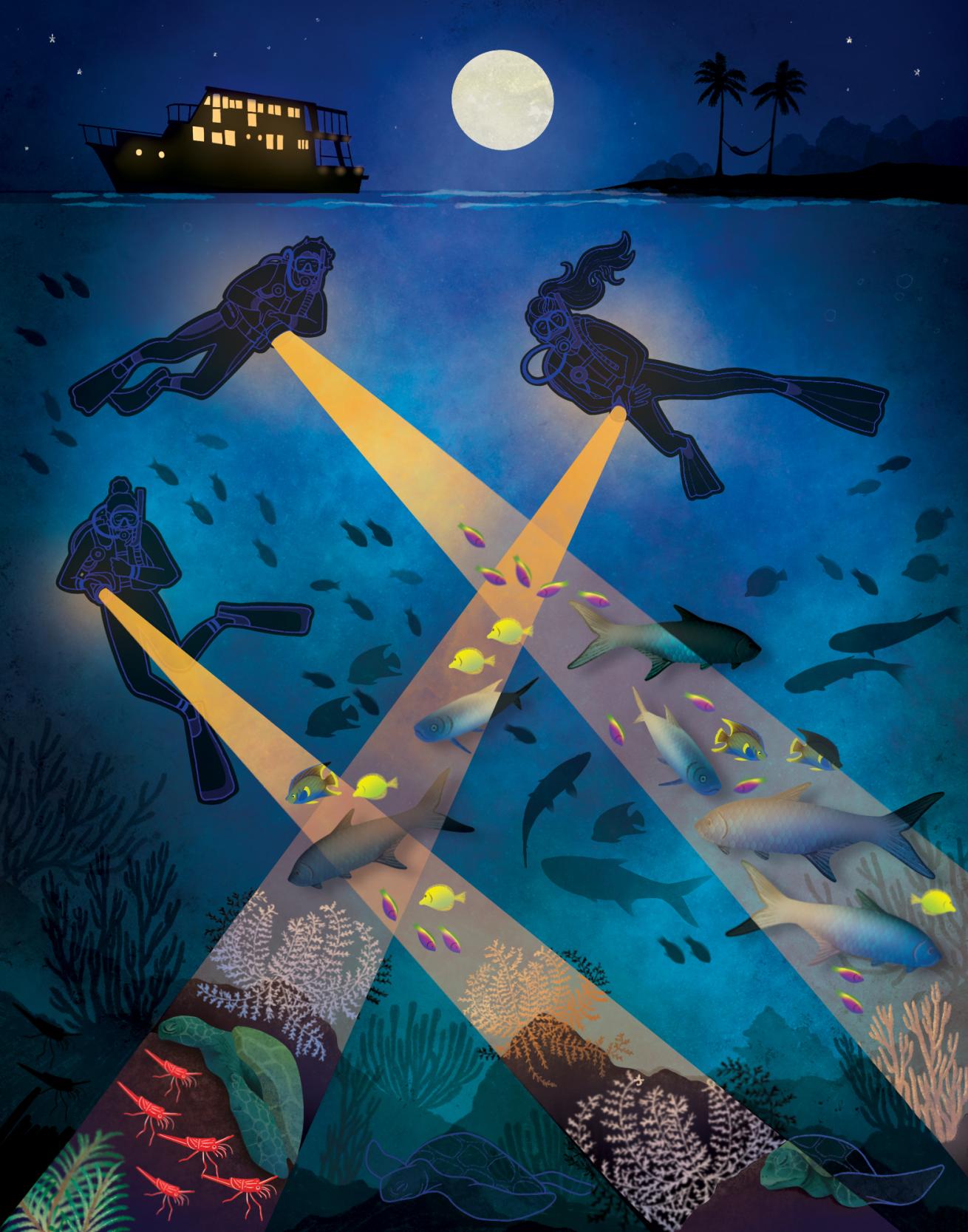 an illustration of divers on a night dive lighting up tropical reef