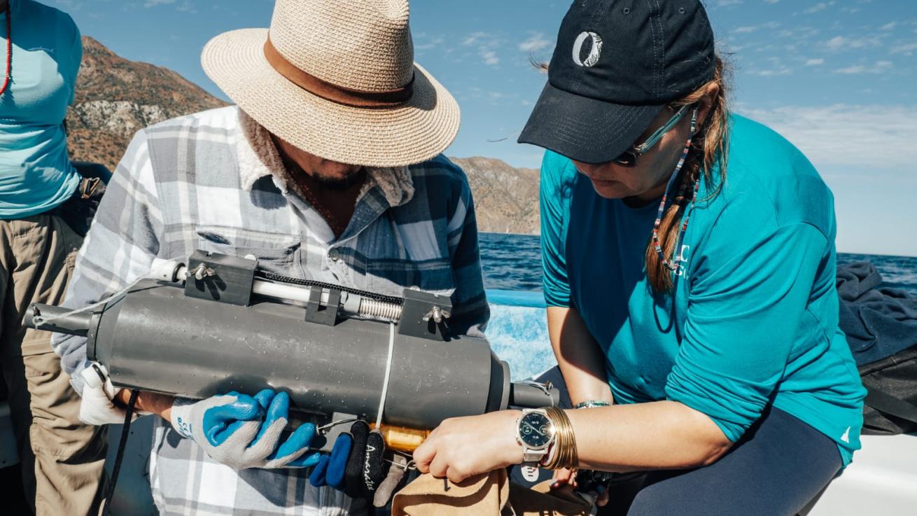 Collecting the first environmental DNA samples conducted on Isla Cerralvo, Mexico