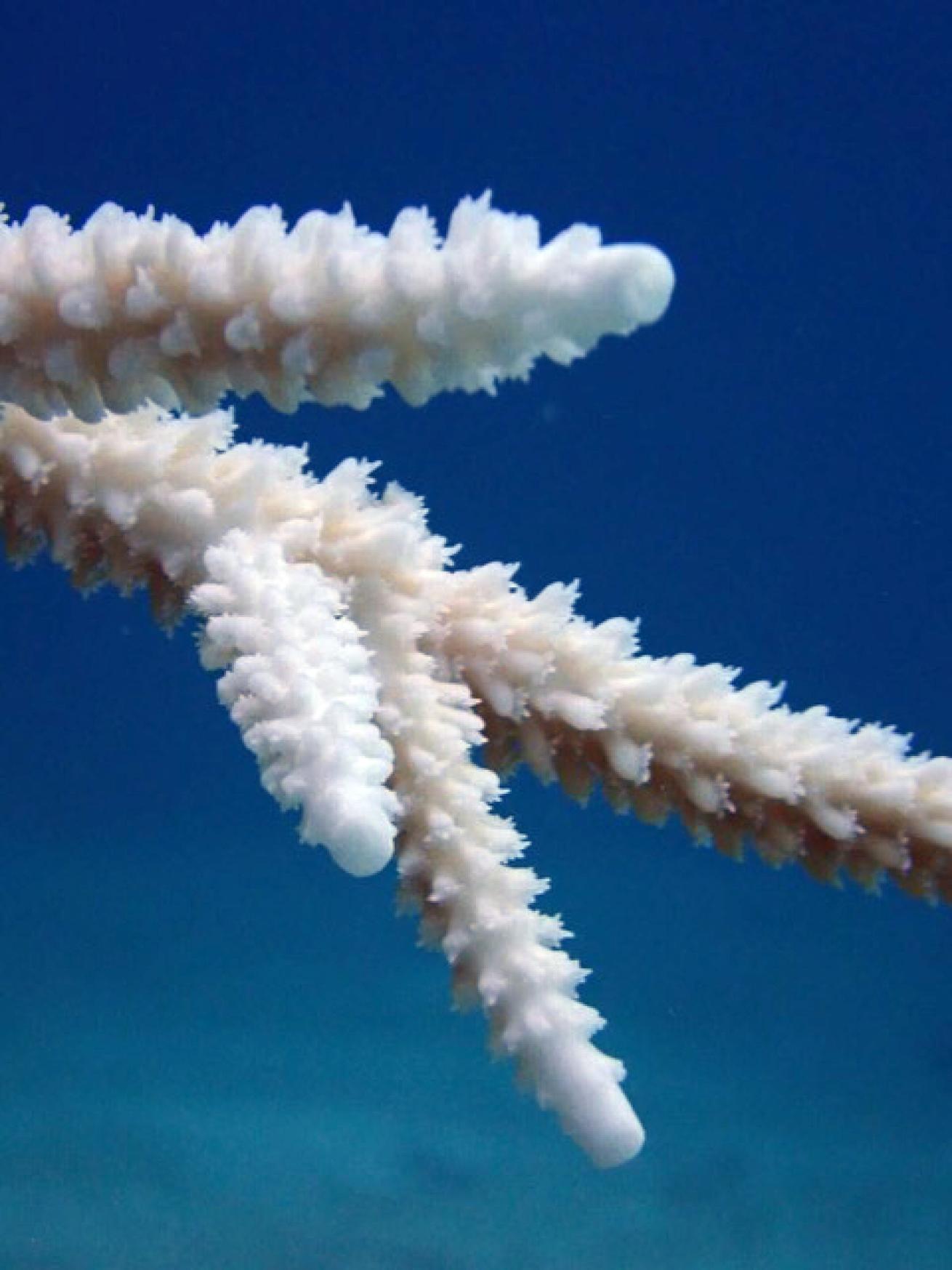  Bleached coral appears white because the colorful photosynthetic algae that lives in their tissues are ejected when the colony is stressed.
bahamas