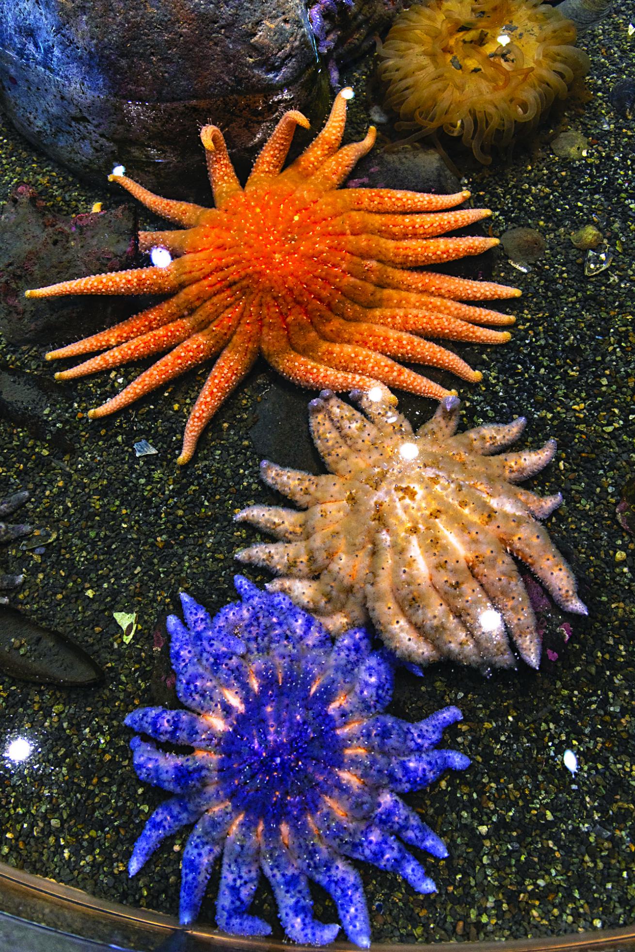 Pycnos at the Alaska SeaLife Center.