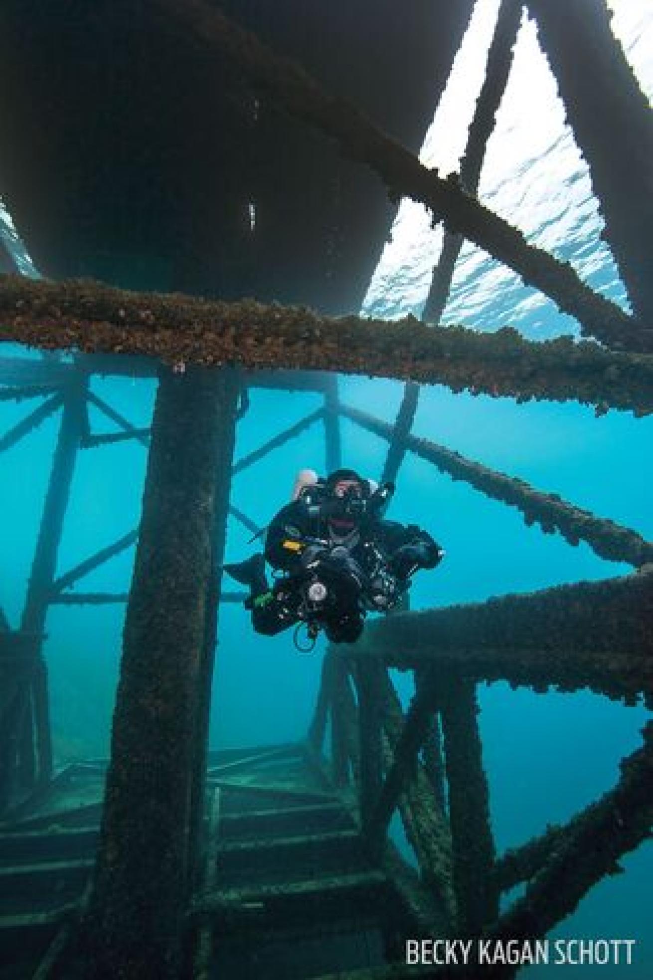 The pump-house structure is popular with fish and divers.