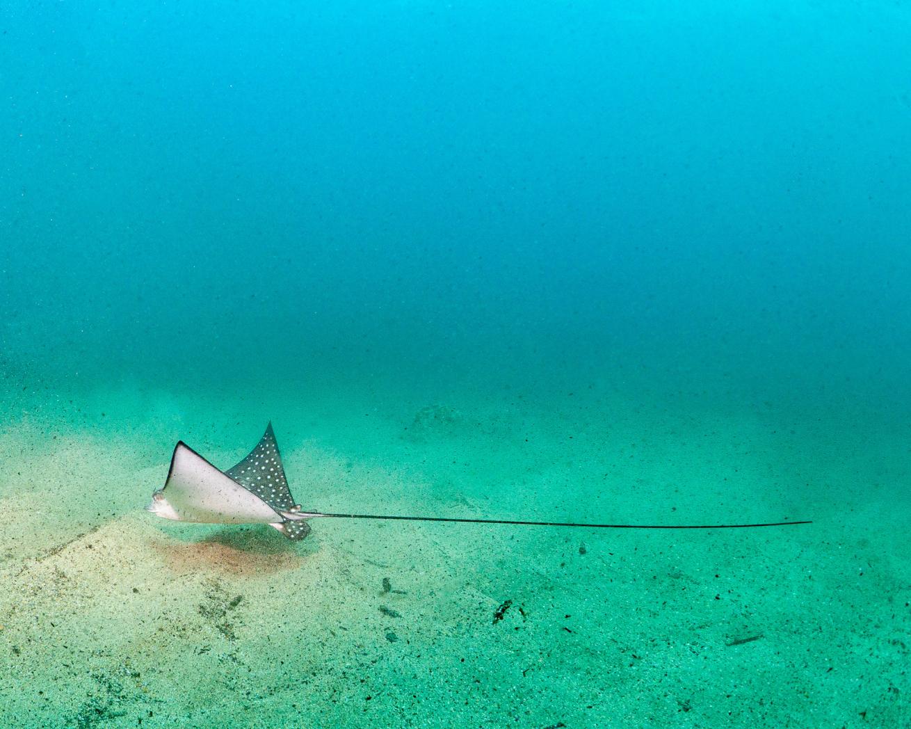 An eagle ray swimming in the ocean. 