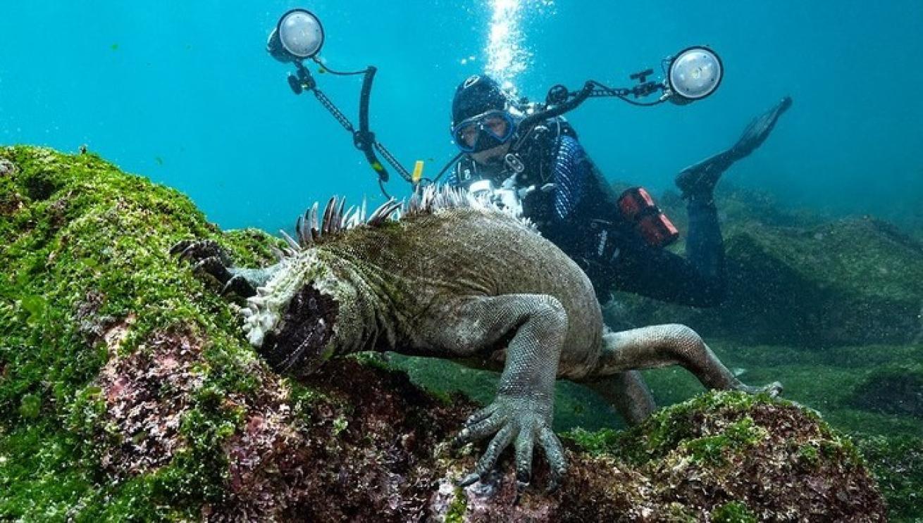 A person in scuba gear with a lizard under water