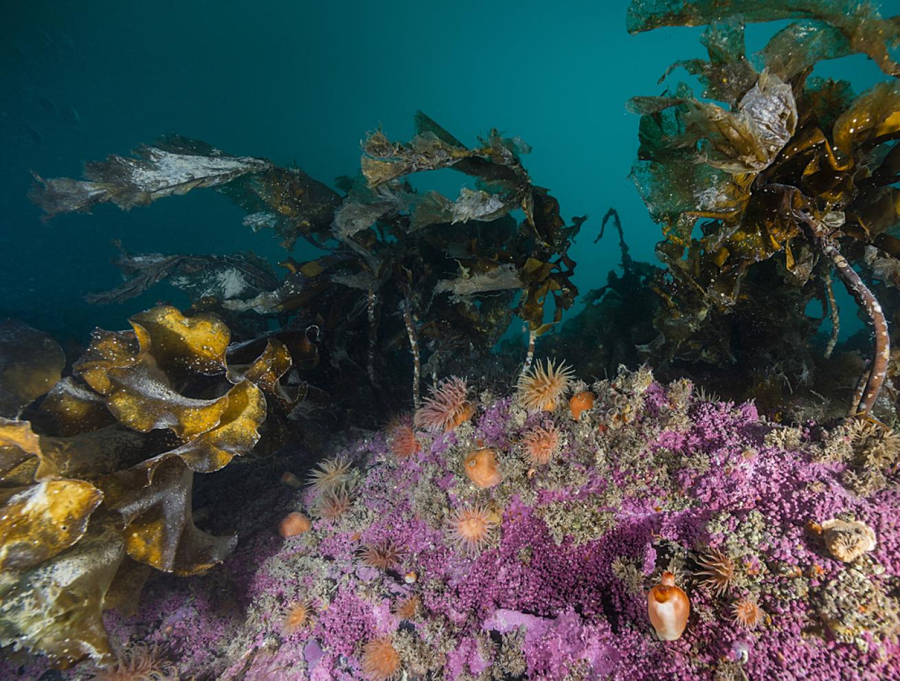 Cold water kelp and anemones provide a stunning scenery in Svalbard, Norway.