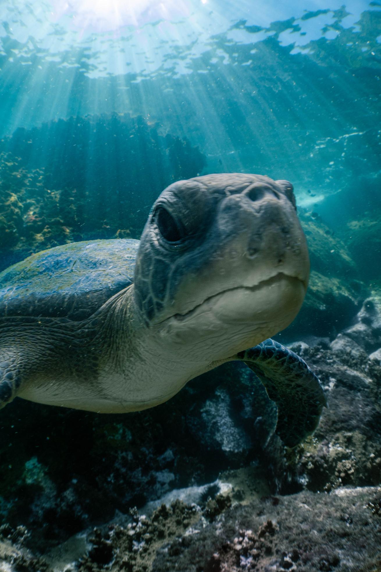 A sea turtle gets close for a photograph during a dive at Arraial do Cabo.