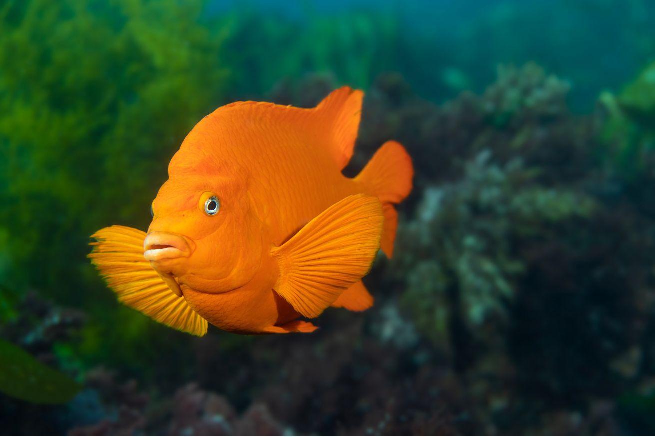 orangegaribaldi_ Joe Belanger _shutterstock_2229914203