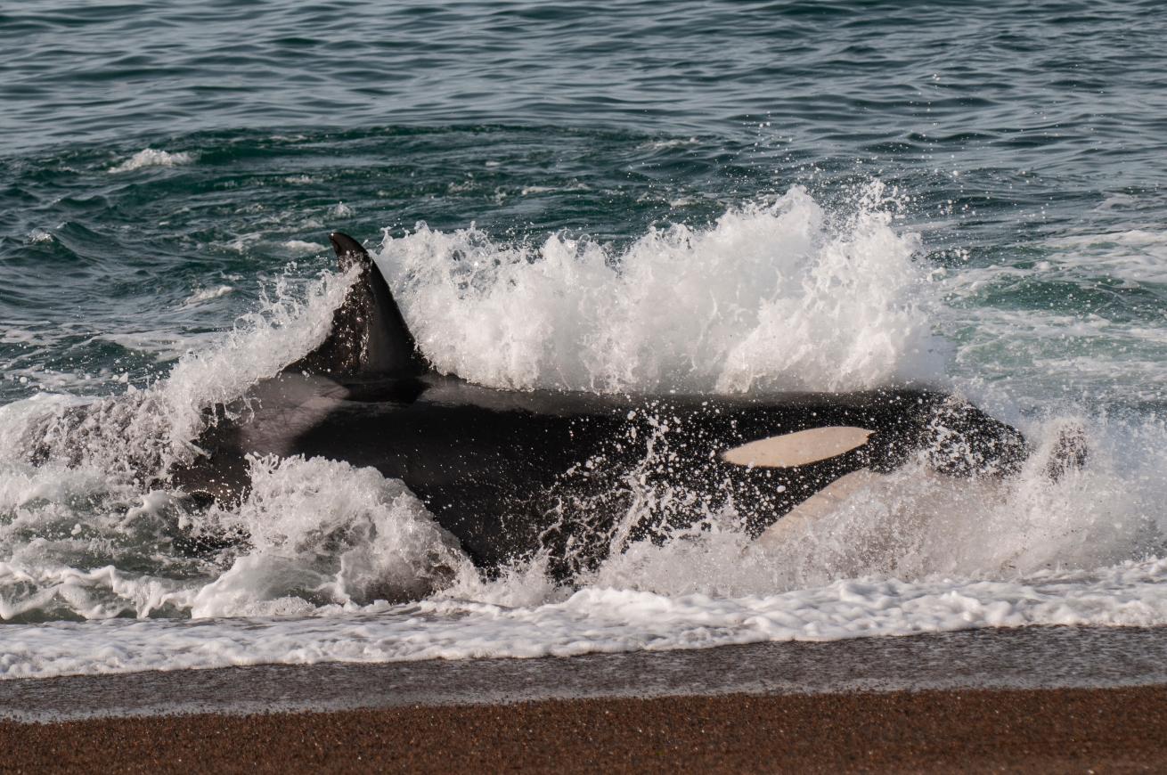 an orca hunts a sea lion patagonia argentina