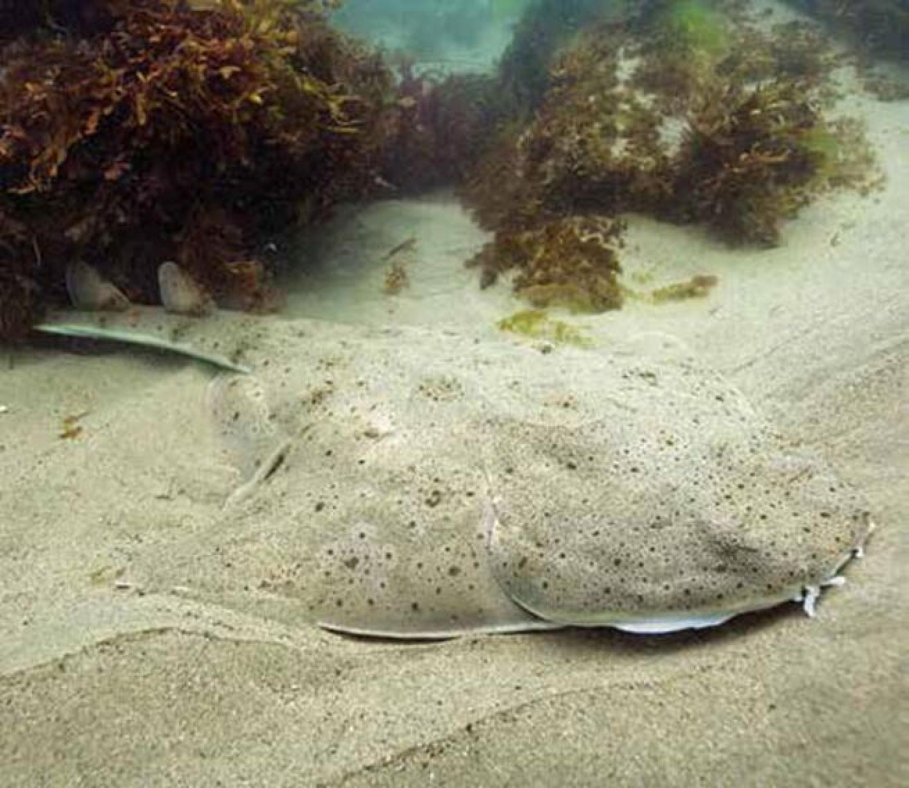 Pacific Angel Shark