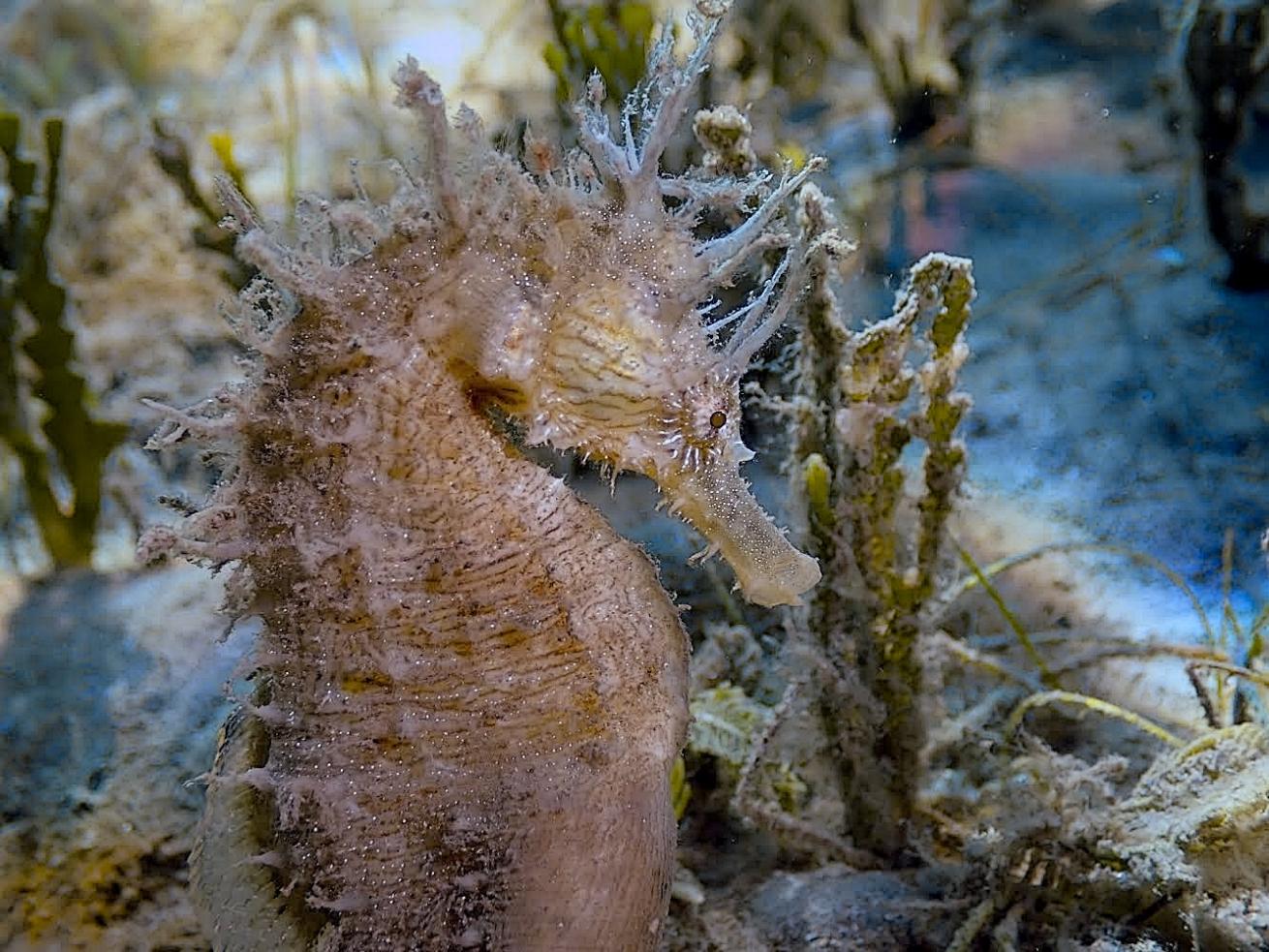 Seahorses can often be spotted holding onto blades of algae or seagrass with their tails for stabilization.