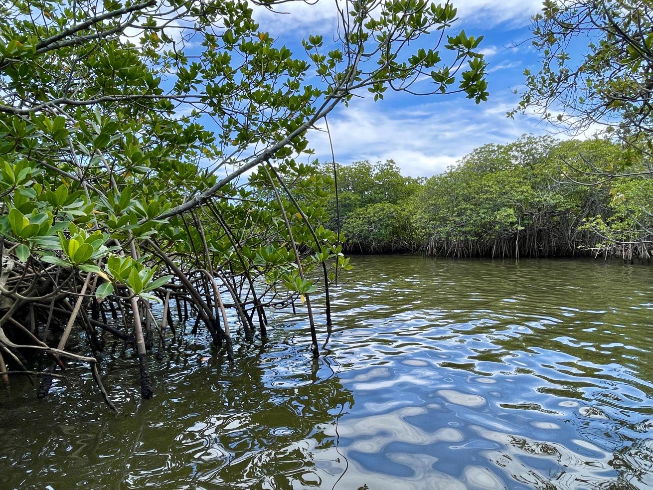 The red mangrove (Rhizopora mangle) has a dense tangle of roots and plays an important role in shoreline stabilization.
