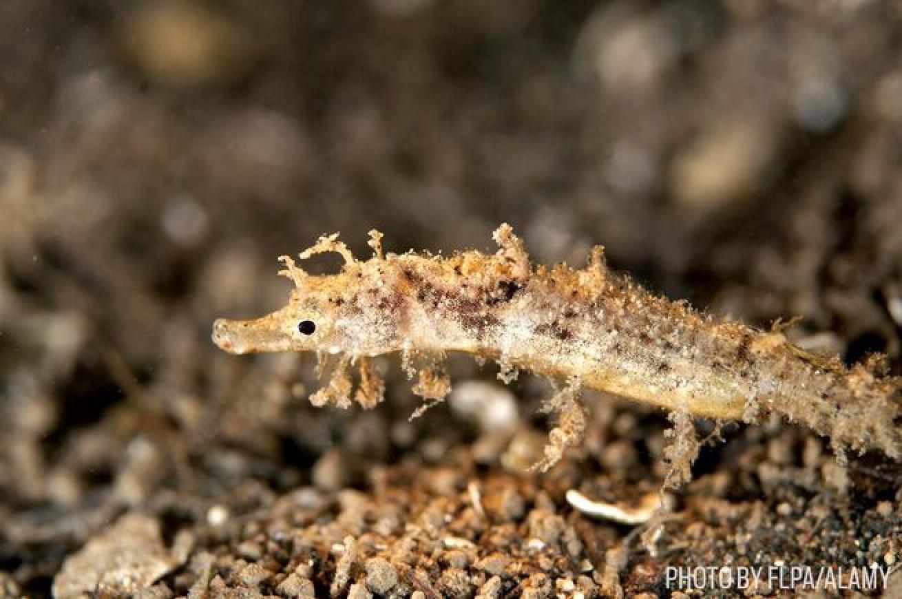 A shortpouch pygmy pipehorse