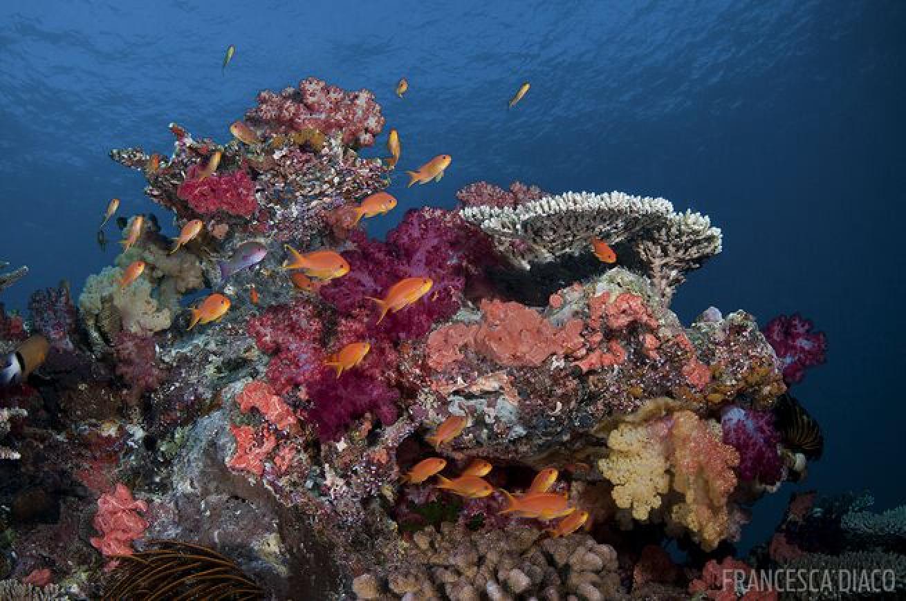 Soft corals thrive off Fiji's islands