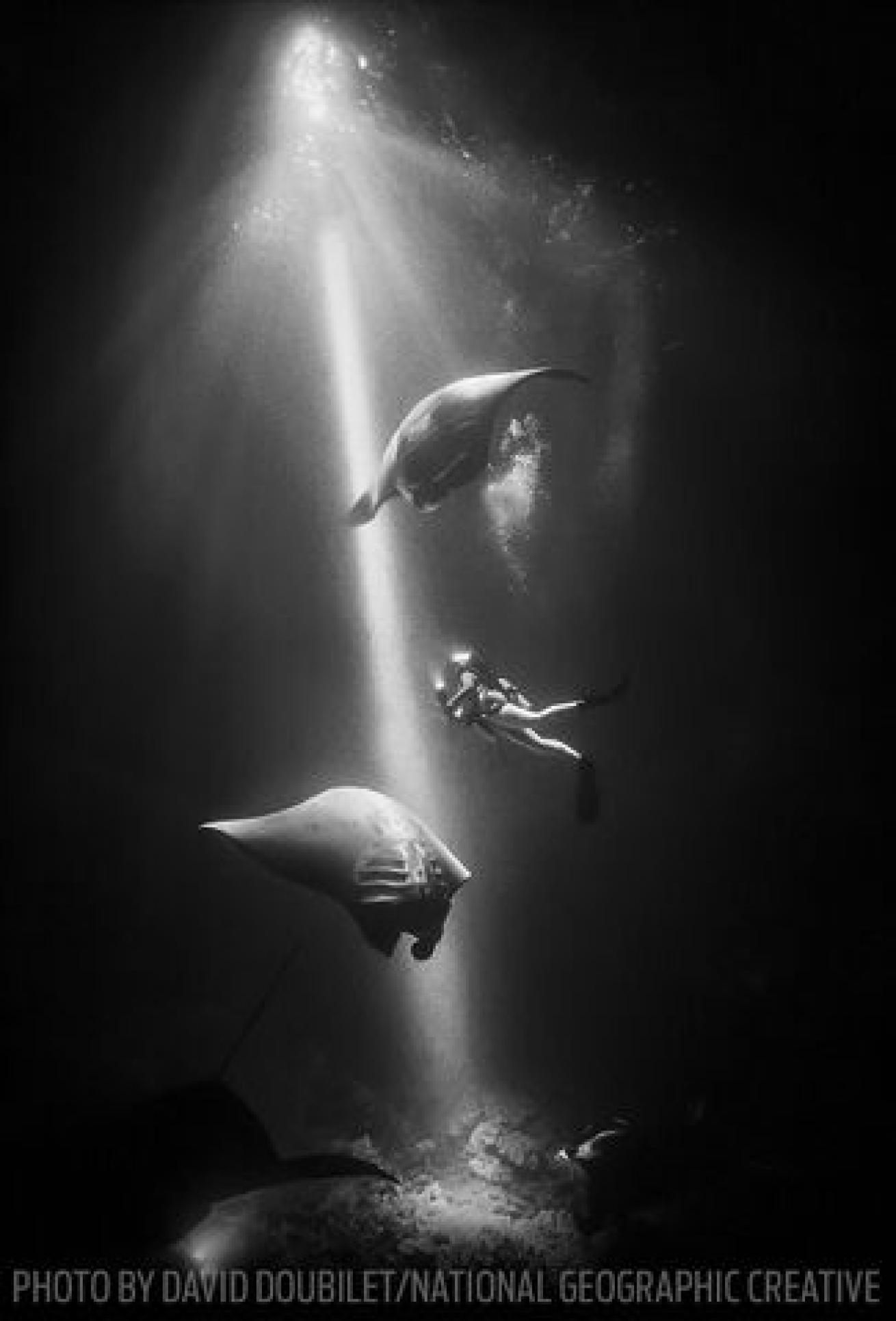 Two mantas glide past a diver off Kona.