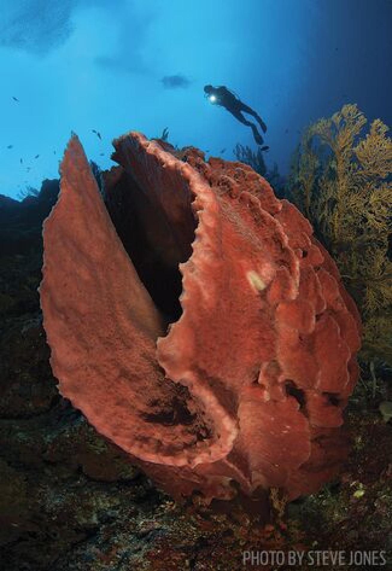 A large barral coral off Tubbataha, Philippines