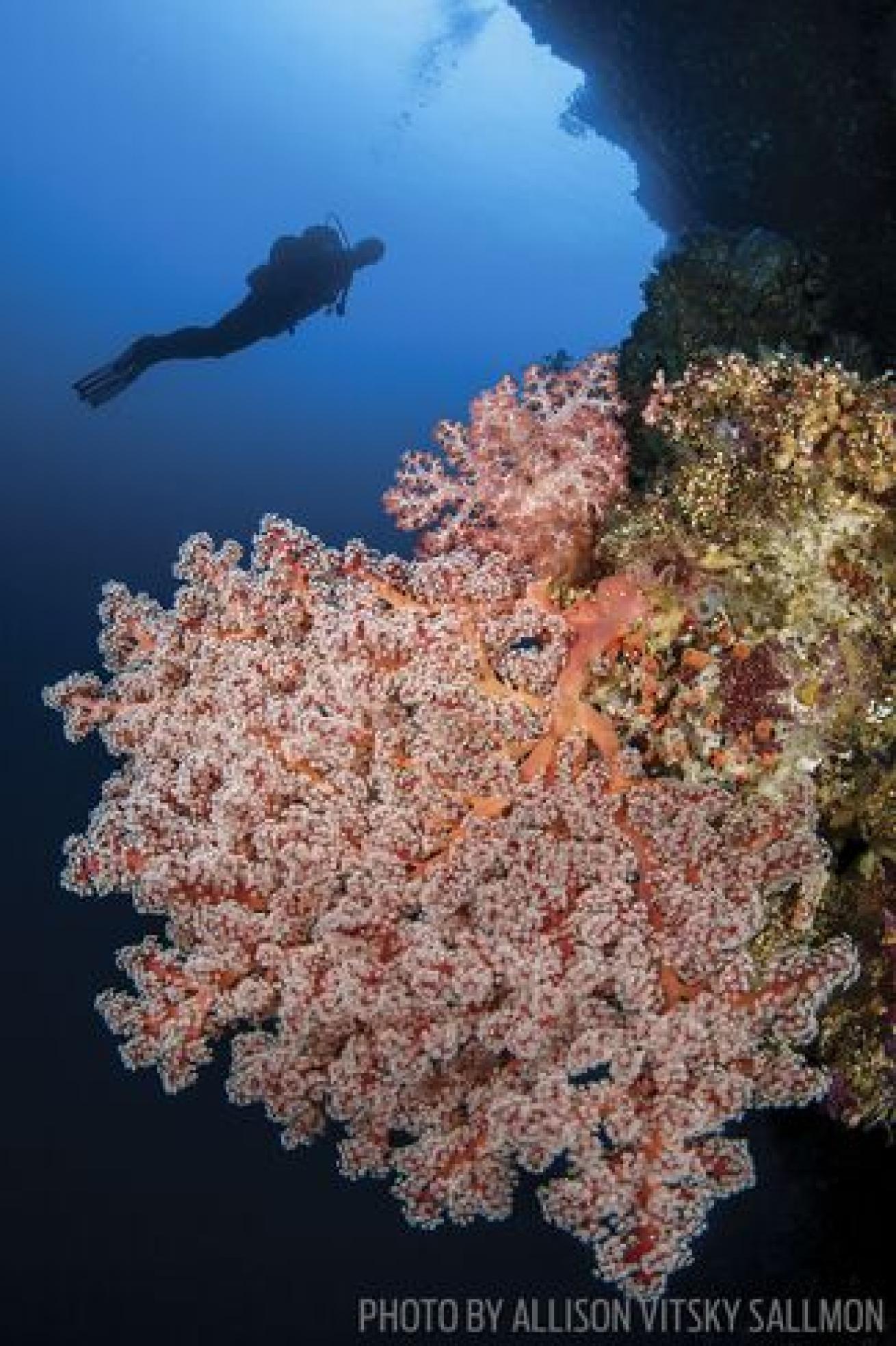 A diver admires the corals in the Solomon Islands