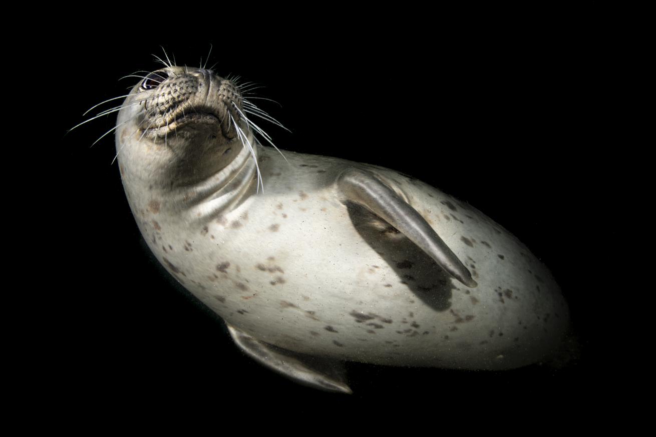 A young Pacific harbor seal swoops in to investigate the author’s peculiar aquatic adaptations.