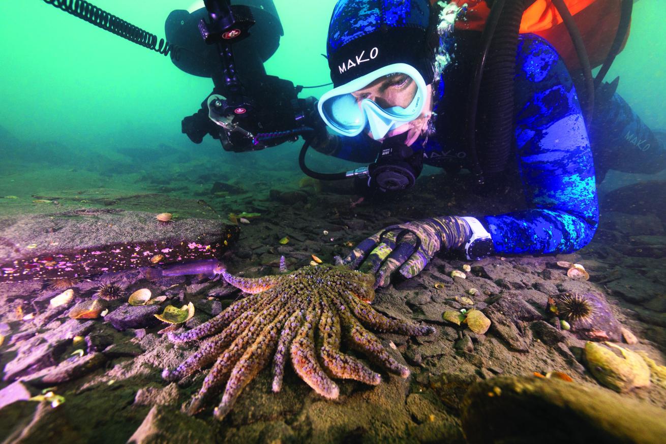 A Pycnopodia helianthoides curiously inspects the author’s gloved fingers.