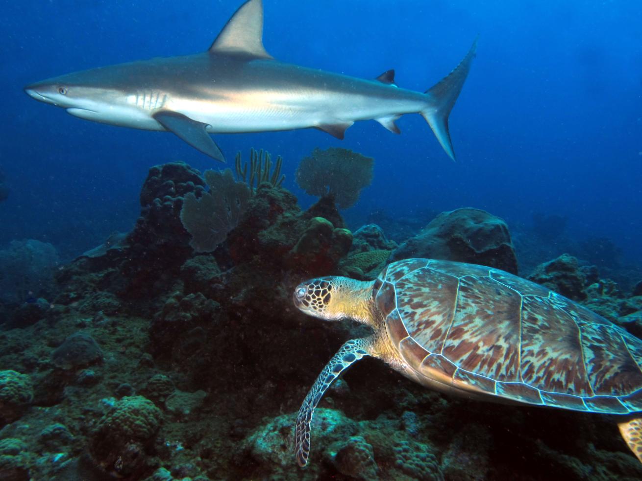 A reef shark and a turtle swim by