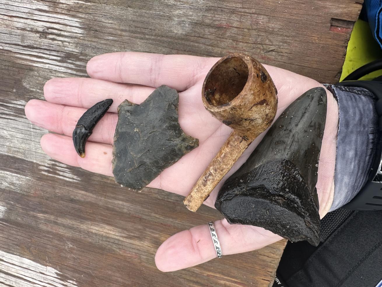 A shark tooth, clay pipe, speartip and claw