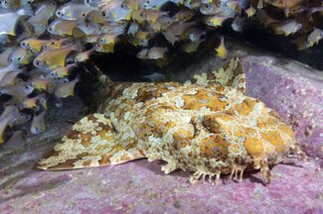 Ornate Wobbegong