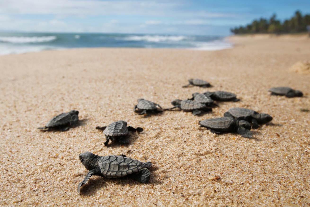 Recently hatched sea turtles make their way to the ocean.