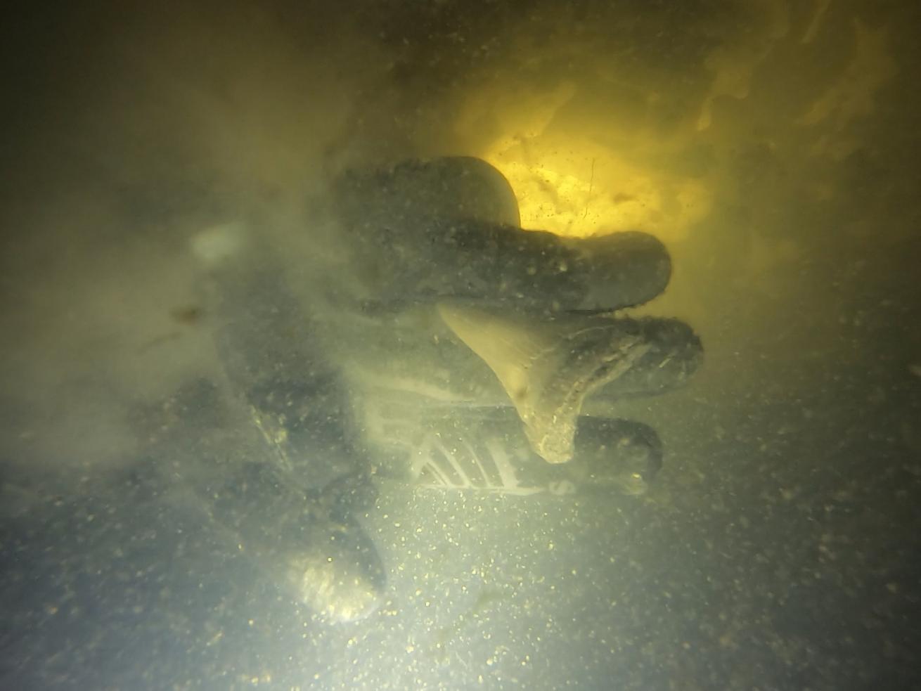 Shark teeth and other fossils and artifacts sit on the riverbed of the Cooper River, which has a typical bottom visibility of about one foot