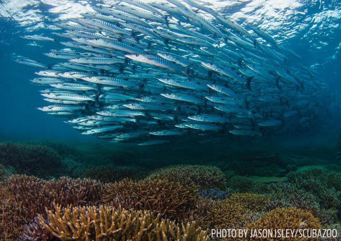 Fish Tornado

"To swim inside the tornado, my divemaster taught me to move slowly and approach from the bottom."