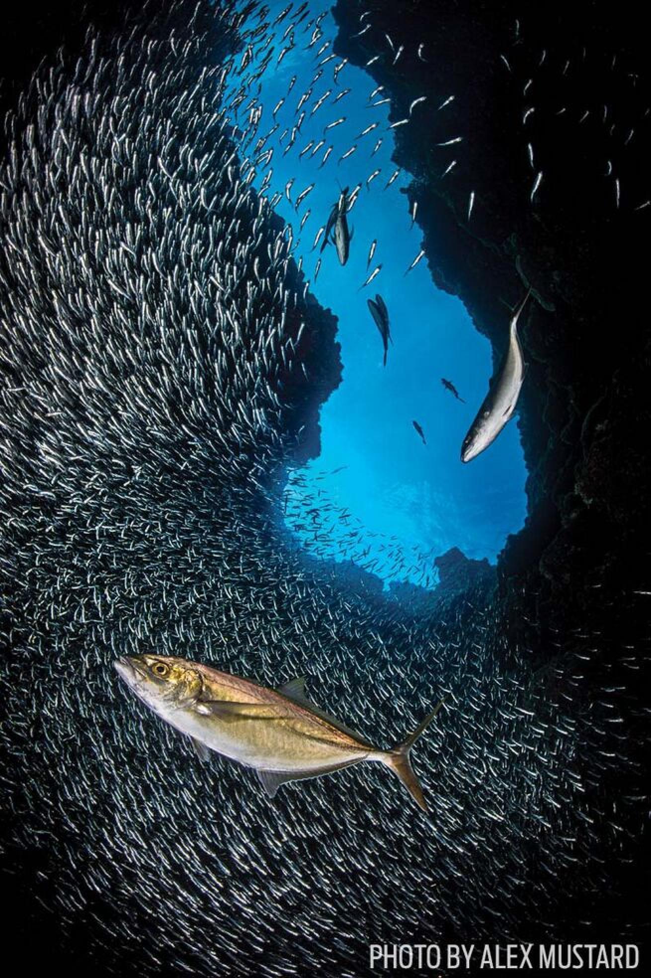 A Silver Rush

Part the curtain of schools at any dive site featuring caverns, recesses or gullies.