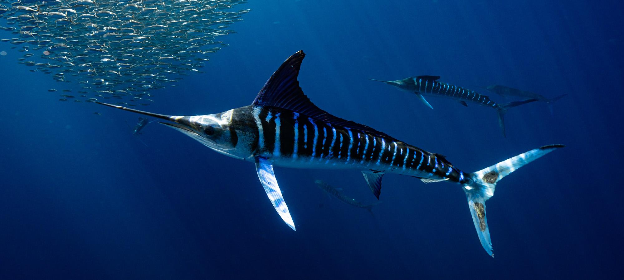 Hunting with striped marlin in Baja California - DIVE Magazine