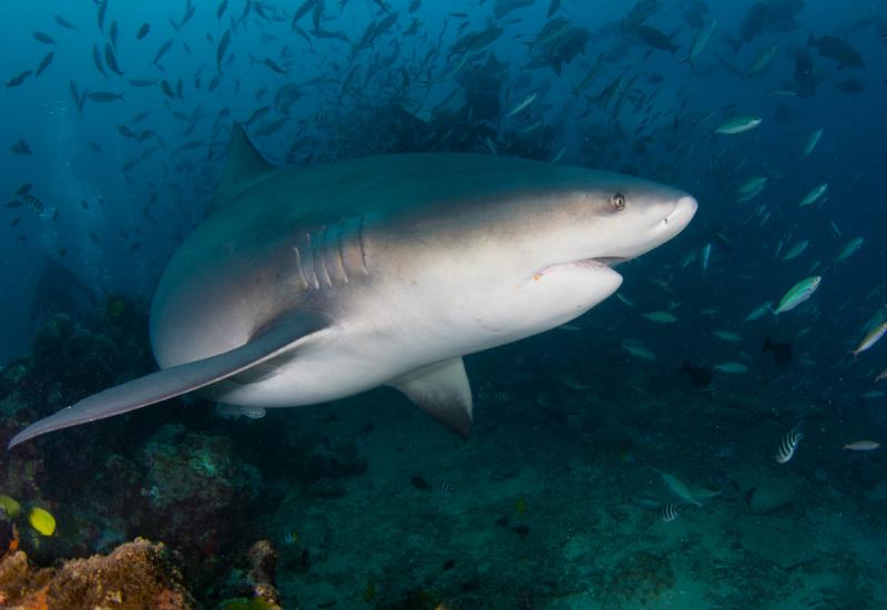 The Magic of Fiji Diving | Scuba Diving