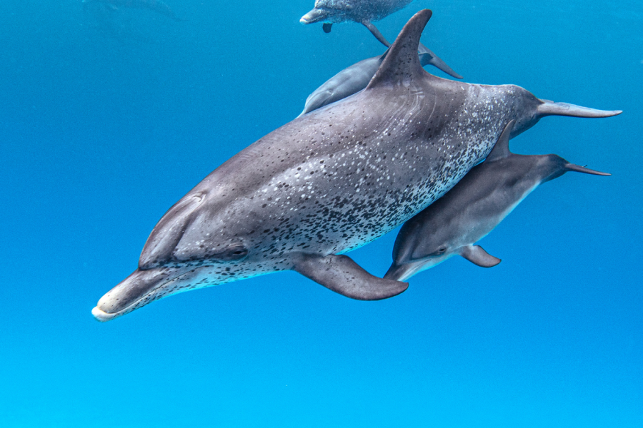 Neal Watson’s Bimini Scuba Center, Bahamas | Scuba Diving