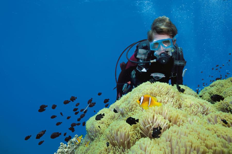  Diving in the Red Sea: Exploring the Hidden Wonders - Unique marine species found in the Red Sea