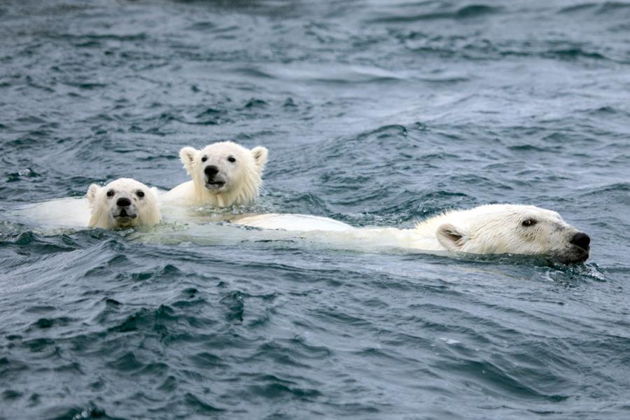 Scuba Diving Canada's Great White North | Scuba Diving