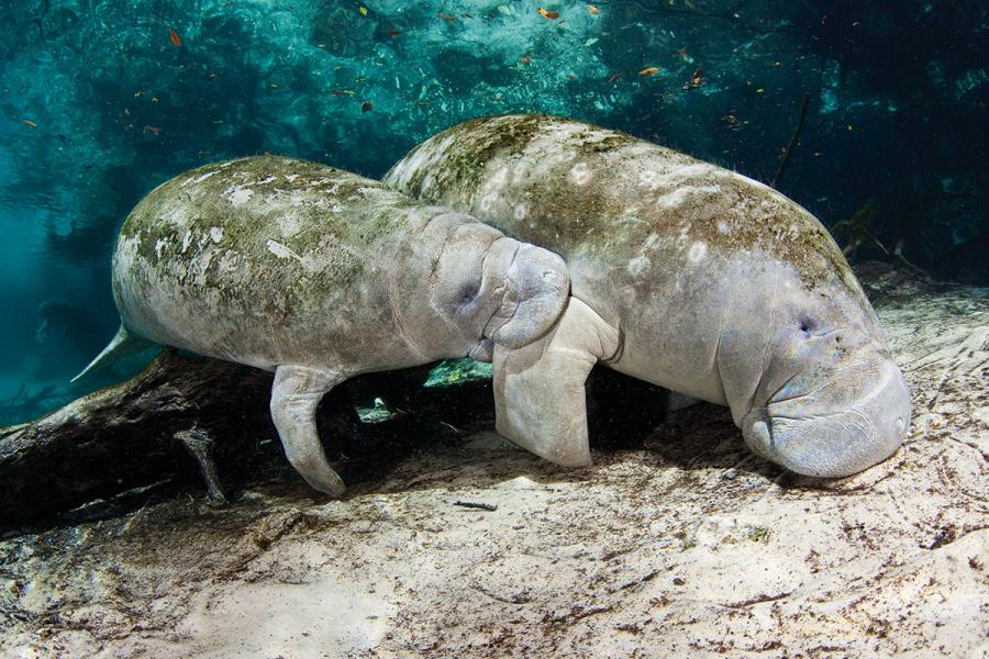 Snorkeling With Manatees In West Florida | Scuba Diving