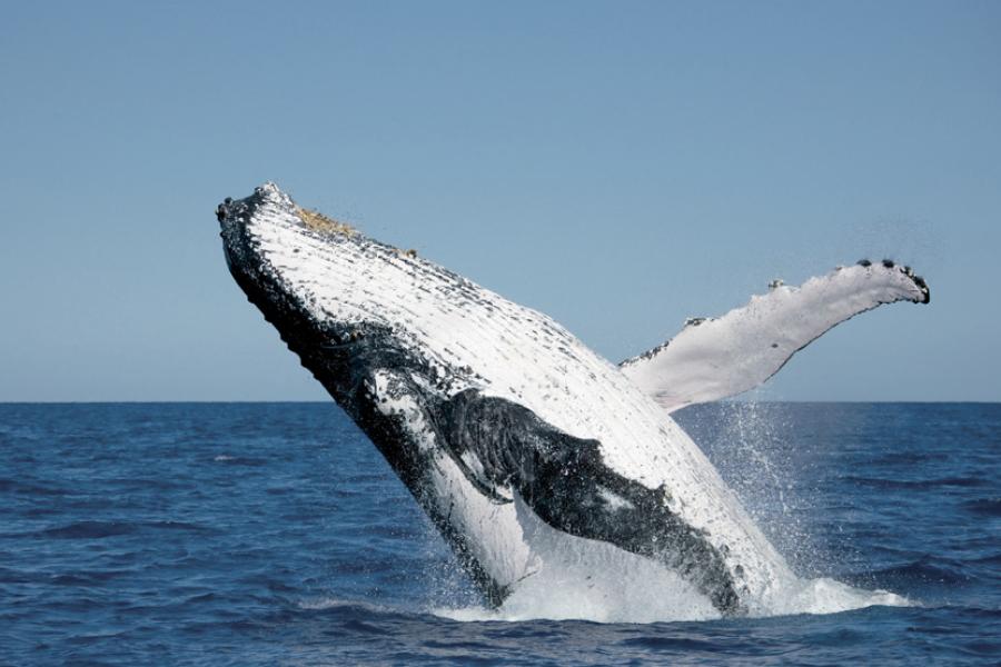 The Great Barrier Reef's Great Eight | Scuba Diving