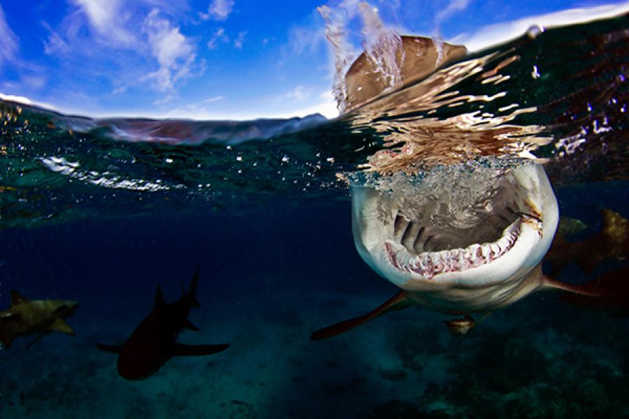 2013 Underwater Photography Contest Finalists | Scuba Diving